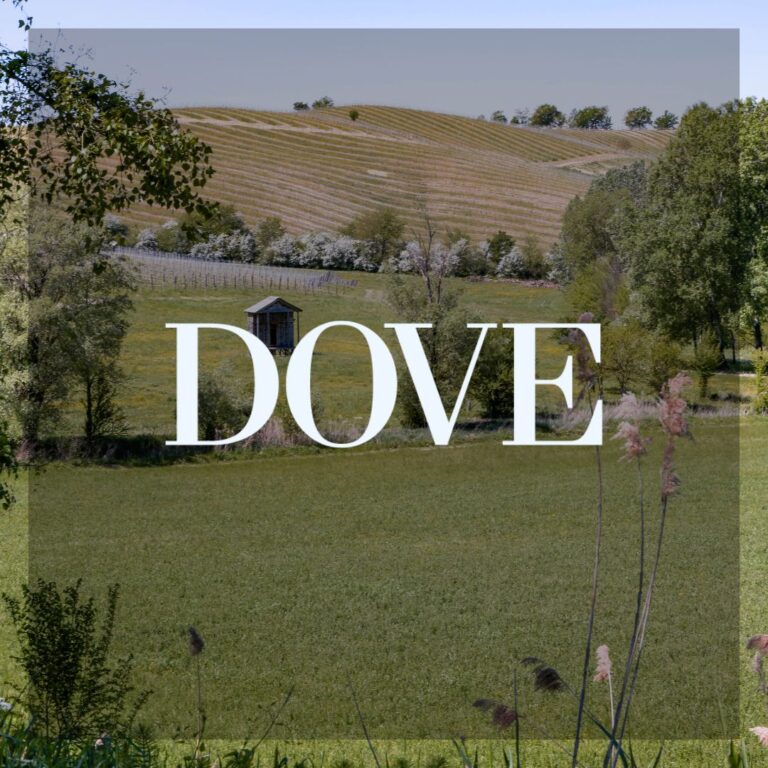 Colline del Gavi: un tour piemontese tra borghi e cantine