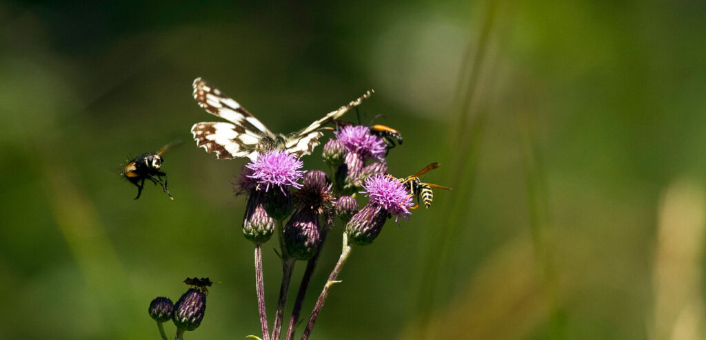 Protecting biodiversity, for the benefit of all of us