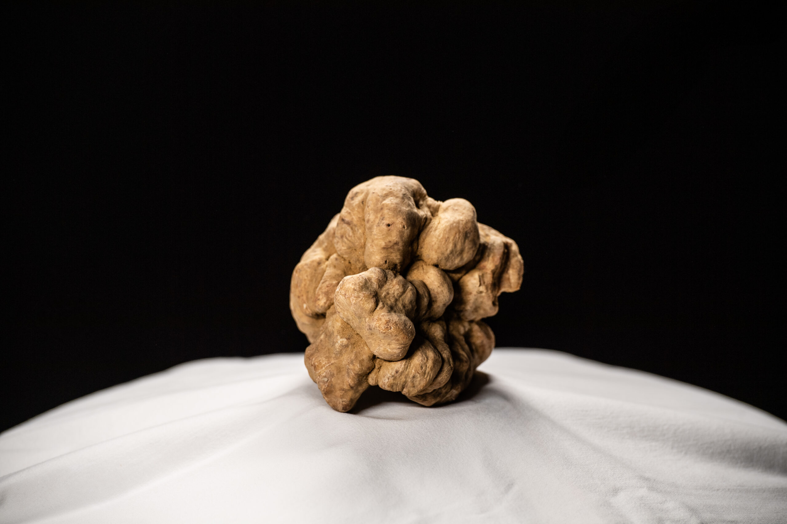 La stagione del tartufo alla Raia